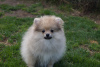 Photo №1. pomeranian - for sale in the city of Москва | 391$ | Announcement № 46378