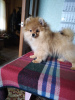 Photo №1. pomeranian - for sale in the city of Minsk | 250$ | Announcement № 11739