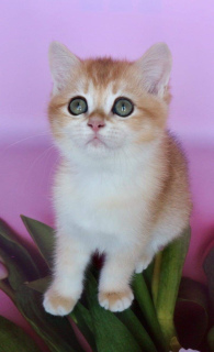 Photo №2 to announcement № 1147 for the sale of british shorthair - buy in Ukraine from nursery, breeder