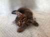 Additional photos: Kitten Spratik, 1.5 months old, urgently looking for a home