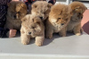 Additional photos: Chow Chow puppies