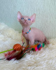 Photo №3. Hairless lovely sphinx kittens for sale. United States