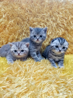 Photo №4. I will sell scottish fold in the city of Minsk.  - price - Negotiated