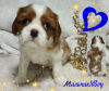 Additional photos: Cavalier King Charles Spaniel puppies