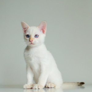 Photo №3. Golden thai kitten. Belarus