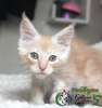 Photo №2 to announcement № 43448 for the sale of maine coon - buy in Russian Federation private announcement, from nursery, breeder