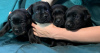 Photo №2 to announcement № 24106 for the sale of labrador retriever - buy in Belarus private announcement