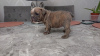 Photo №4. I will sell english bulldog in the city of Bonn.  - price - 444$