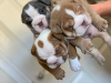 Photo №4. I will sell english bulldog in the city of Berlin. private announcement, from nursery - price - 475$