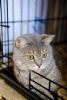Photo №3. A girl cat of Scottish blood (straight-eared) is looking for a home.. Russian Federation