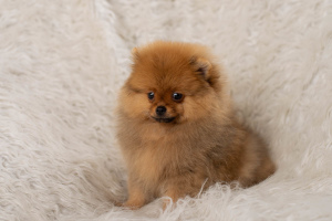 Photo №2 to announcement № 5942 for the sale of pomeranian - buy in Russian Federation from nursery