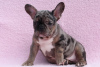 Photo №1. french bulldog - for sale in the city of Kiev | 2000$ | Announcement № 10389