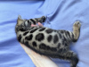 Additional photos: Bengal breeding kitten (male) show class