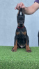 Additional photos: Doberman puppies