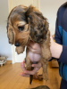 Photo №1. dachshund - for sale in the city of Baltimore | 500$ | Announcement № 111061