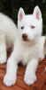 Photo №1. siberian husky - for sale in the city of Hardenberg | 423$ | Announcement № 115601