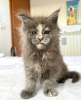 Photo №1. maine coon - for sale in the city of Colorado Springs | 300$ | Announcement № 103250