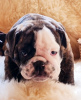 Photo №4. I will sell english bulldog in the city of Severodvinsk. breeder - price - 1080$