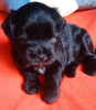 Photo №3. Tibetan Terrier puppies. Russian Federation