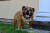Photo №3. English Bulldog Male. Poland