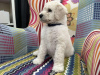 Photo №1. poodle (royal) - for sale in the city of Zrenjanin | negotiated | Announcement № 95414