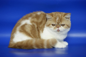 Photo №1. exotic shorthair - for sale in the city of Moscow | 188$ | Announcement № 2167