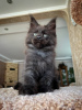 Photo №3. Adorable Maine coon kittens available now. Germany