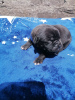 Photo №1. cane corso - for sale in the city of Dnipro | 354$ | Announcement № 52008