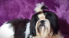 Photo №2 to announcement № 17830 for the sale of shih tzu - buy in Ukraine breeder