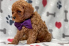 Photo №3. Beautiful Cavapoo Puppies For free adoption. Germany