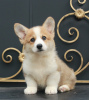 Photo №1. welsh corgi - for sale in the city of Москва | 1000$ | Announcement № 110820