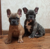 Photo №1. french bulldog - for sale in the city of Essen | Is free | Announcement № 42258