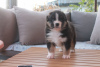 Photo №1. australian shepherd - for sale in the city of Tampere | 264$ | Announcement № 93042