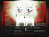 Photo №3. Samoyed FCI. Poland