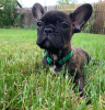 Photo №2 to announcement № 23874 for the sale of french bulldog - buy in Sweden breeder