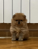 Photo №4. I will sell pomeranian in the city of Bečej. breeder - price - negotiated