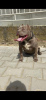 Photo №1. american bully - for sale in the city of Mladenovac | negotiated | Announcement № 100935
