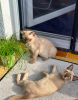 Additional photos: Sell Burmese kittens