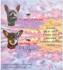 Photo №1. chihuahua - for sale in the city of Miass | 877$ | Announcement № 3102