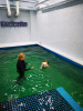 Additional photos: Swimming pool for dogs