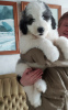 Photo №3. I offer purebred puppies of the South Russian Shepherd. Latvia
