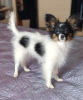 Photo №1. papillon dog - for sale in the city of Торонто | 792$ | Announcement № 103231