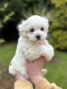 Additional photos: Maltipoo puppy