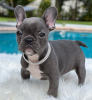 Photo №4. I will sell french bulldog in the city of Regensburg. private announcement, from nursery, breeder - price - 423$