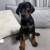 Photo №2 to announcement № 102890 for the sale of dobermann - buy in United States private announcement