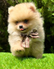 Additional photos: Pomeranian (BOO) male