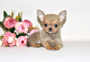 Photo №1. chihuahua - for sale in the city of Москва | 552$ | Announcement № 32610