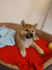 Additional photos: Shiba inu puppy female