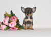 Photo №2 to announcement № 32612 for the sale of chihuahua - buy in Russian Federation from nursery, breeder