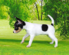 Photo №2 to announcement № 8282 for the sale of toy fox terrier - buy in Russian Federation breeder